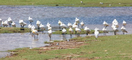A flock of birds are standing in the water. The birds are white and are scattered throughout the waterの写真素材