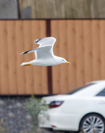 A seagull flies over a car. The car is white and parked on the side of the roadの写真素材