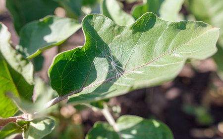 A spider is sitting on a leaf of a plant. The spider is small and white. The leaf is green and has a few veinsの写真素材