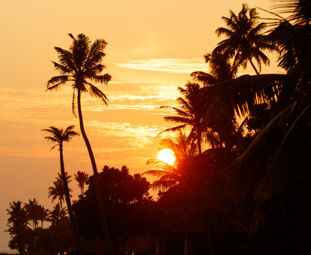 A sunset over a palm tree forest with a large sun in the sky. The sun is setting behind the trees, casting a warm glow over the scene. The palm trees are tall and lush, creating a sereneの写真素材