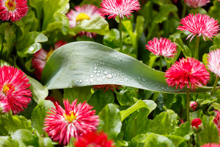 A leaf is on a flower and it is raining on the leaf. The flower is pink and redの写真素材
