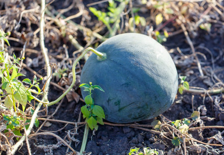 A large, green watermelon sits on the ground in a field. The fruit is surrounded by weeds and grass, and the dirt is dry and brown. The scene gives off a sense of neglect and abandonmentの写真素材