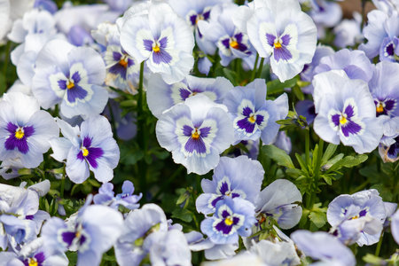 A bunch of blue and purple flowers with yellow centers. The flowers are in full bloom and are arranged in a way that they are all facing the same direction. Scene is one of beauty and serenityの写真素材