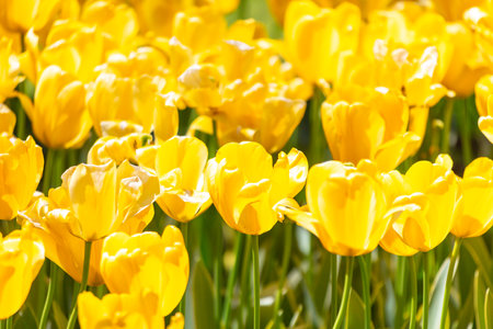 A field of yellow flowers with a bright, sunny atmosphere. The flowers are in full bloom and are scattered throughout the fieldの写真素材
