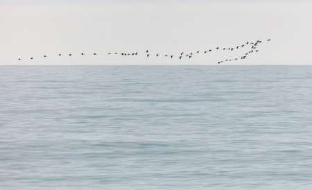 A flock of birds flying over a calm blue ocean. The birds are flying in a V formation, and the sky is clear and blue. Concept of freedom and tranquility, as the birds soar through the airの写真素材
