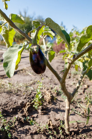 A purple eggplant is hanging from a plant. The plant is surrounded by dirt and weeds. The eggplant is the main focus of the image, and it is ripe and ready to be pickedの写真素材