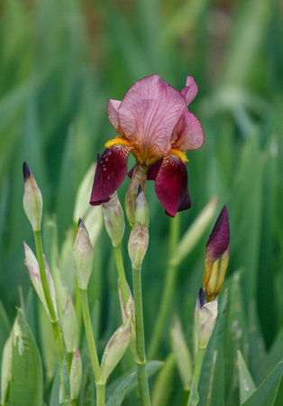 A purple flower with yellow tips is in a green field. The flower is surrounded by green grass and is the main focus of the imageの写真素材