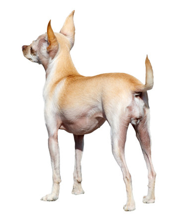 A small dog with a white belly and brown fur stands on a white background.の写真素材
