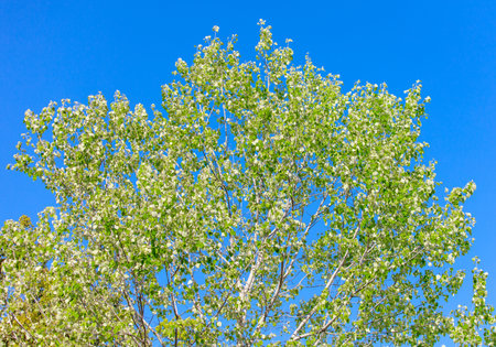 A tree with green leaves is in the middle of a blue sky. The tree is tall and has a lot of leaves. The sky is clear and bright, making the tree look even more beautifulの写真素材