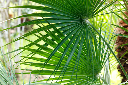 A large palm tree with a large green frond is shown in the image. The front is long and wide, with a lush green color that stands out against the backgroundの写真素材