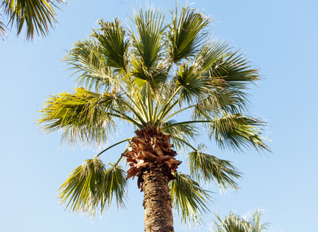 A palm tree with green leaves is standing tall in the sky. The tree is surrounded by other trees,...