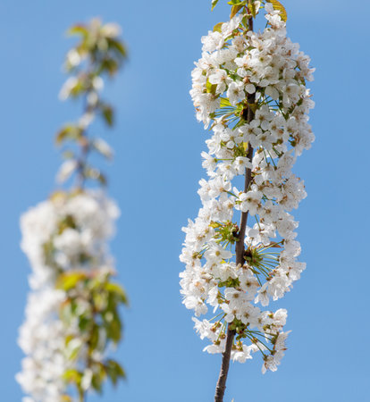 A tree with white flowers is in the foreground of a blue sky. The tree is tall and has many branches. The sky is clear and bright, creating a peaceful and serene atmosphereの写真素材