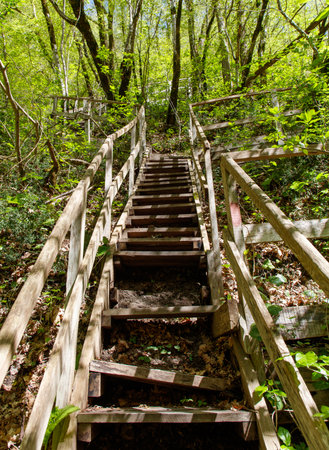 A wooden staircase in a forest with leaves on the ground. The steps are worn and the wood is...