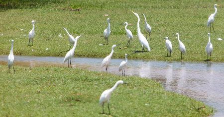 A group of white birds are standing in a grassy area near a body of water. The birds are scattered throughout the scene, with some standing closer to the water and others further awayの写真素材