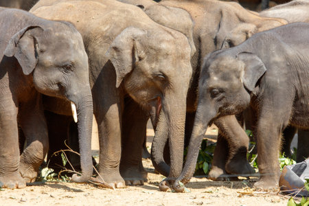 A group of elephants are standing in a field, with one of them having its trunk in the airの写真素材
