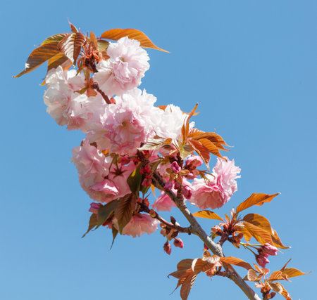 A tree with pink flowers is in front of a blue sky. The flowers are in full bloom, and the tree is tall and slender. The scene is peaceful and sereneの写真素材