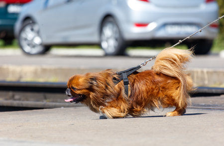 A small brown dog with a leash is walking on a sidewalk. The dog is wearing a harness and he is enjoying the walk. The scene is peaceful and calm, with no other people or animals visibleの写真素材