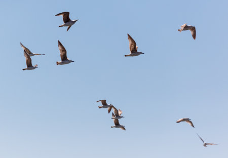A flock of seagulls flying in the sky. The birds are in various positions and heights, creating a dynamic and lively scene. The blue sky serves as a backdrop, emphasizing the freedomの写真素材