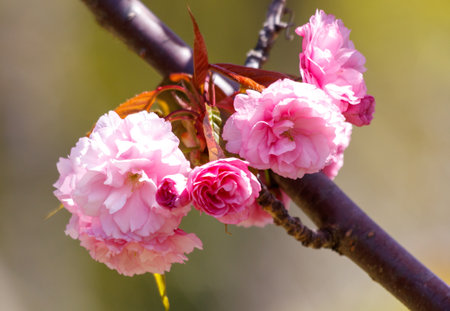 A beautiful pink flower is blooming on a tree branch. The flower is in full bloom and is a lovely sight to seeの写真素材