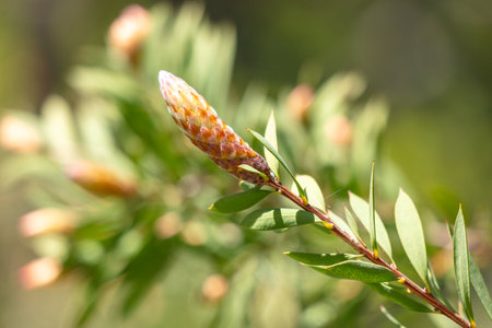 A leaf with a bud on it. The bud is green and the leaf is greenの写真素材