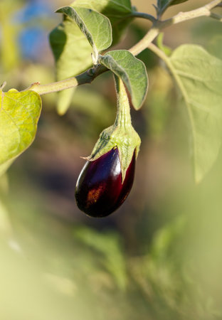 A purple eggplant is hanging from a green leaf. The eggplant is the main focus of the image, and the green leaf provides a contrasting background. Concept of freshness and natural beautyの写真素材