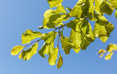 A leafy branch is in the sunlight, with the sky above it. The leaves are green and the sky is blueの写真素材