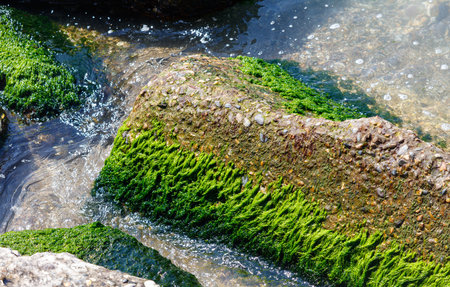 A rock covered in green moss is in a body of water. The moss is growing on the rock and the water is clearの写真素材