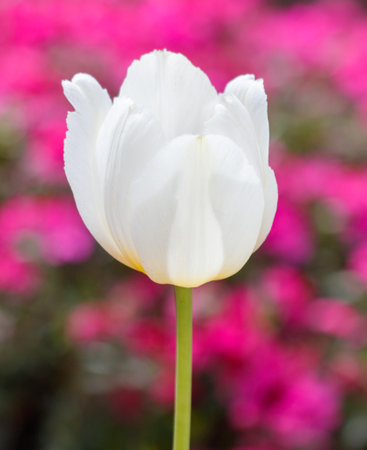A white flower is the main focus of the image. The flower is standing tall and is surrounded by a pink background. The pink background creates a sense of contrastの写真素材