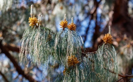 A tree with green leaves and brown cones. The leaves are fallingの写真素材