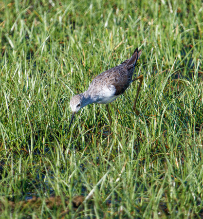A bird is standing in a field of tall grass. The bird is looking down at the ground, possibly searching for food. The scene is peaceful and serene, with the bird being the main focus of the imageの写真素材