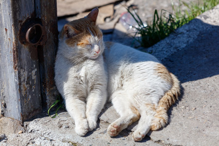 A cat is laying on the ground, looking at the camera. The cat is white and brownの写真素材
