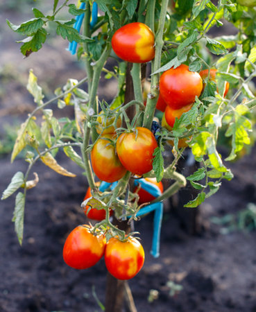 A bunch of ripe red tomatoes hanging from a plant. The tomatoes are clustered together and are ready to be pickedの写真素材