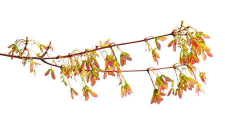 A branch with leaves on it. The branch is thin and longの写真素材