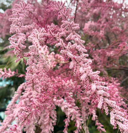 A tree with pink flowers is the main focus of the image. The flowers are arranged in a way that creates a sense of movement and flow, with some branches reaching out in different directionsの写真素材