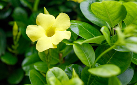 A yellow flower with a green stem is in a green bush. The flower is the main focus of the image, and it stands out against the green backgroundの写真素材