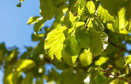 A leafy tree with a bright green leaf in the foreground. The leaf is in the middle of the tree and is surrounded by other leaves. The sky is blue and clear, and the sun is shining brightlyの写真素材