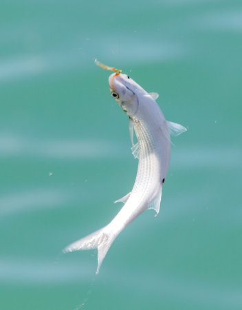 A white fish is jumping out of the water. The fish is in the air.の写真素材