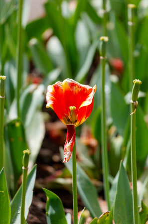 A single red flower is standing in a field of green grass. The flower is the only one of its kind, and it is the only one that is visible. Concept of loneliness and isolationの写真素材