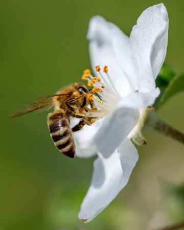 A bee is on a flower. The flower is whiteの写真素材