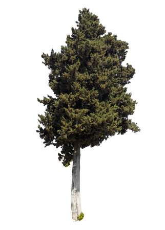 A tall tree stands alone on a white background. The tree is bare and has no leaves.の写真素材
