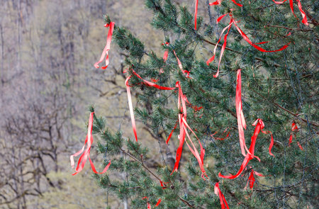 A tree is covered in red ribbons. The ribbons are tied to the branches and are hanging down. The tree is surrounded by a forestの写真素材