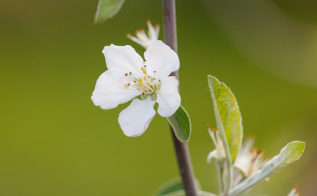 A white flower with green leaves is on a stem. The flower is the main focus of the imageの写真素材