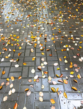 A wet sidewalk covered in leaves. The leaves are scattered all over the ground, creating a messy and disorganized appearance. The wet leaves also make the sidewalk slipperyの写真素材