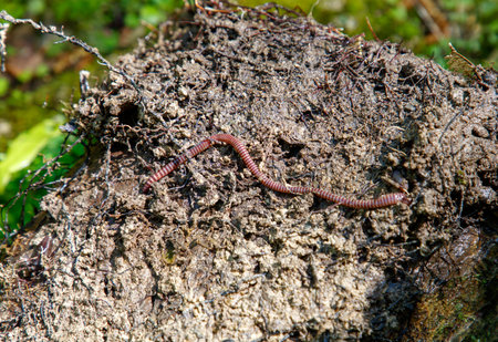 A small red and white worm is crawling on a rock. The rock is covered in dirt and mossの写真素材