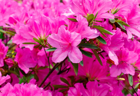 A bunch of pink flowers with a few white spots. The flowers are in full bloom and are very prettyの写真素材