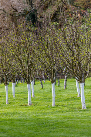 A row of trees with white trunks and green leaves. The trees are in a field with grass and a few bushesの写真素材