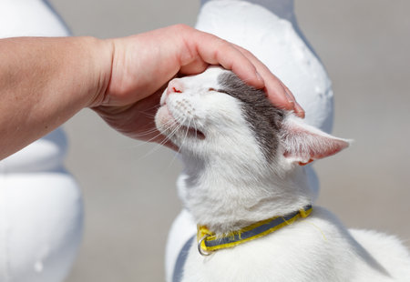 A person is petting a cat with a yellow collar.の写真素材