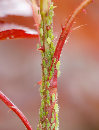 A tree branch is covered in green bugs. The bugs are crawling all over the branch.の写真素材