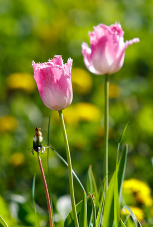 Two pink flowers with yellow flowers in the background. A bug is on the ground near the flowersの写真素材