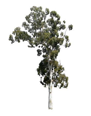 A tall tree stands alone on a white background. The image has a somber and lonely moodの写真素材